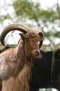 Male Barbary Sheep Royalty Free Stock Photo