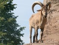 Male Barbary Sheep Royalty Free Stock Photo