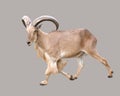 Male Barbary sheep (Ammotragus lervia) Royalty Free Stock Photo