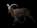 Male barbary sheep in the dark Royalty Free Stock Photo