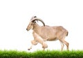 Male Barbary sheep with green grass isolated Royalty Free Stock Photo