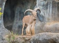 Male barbary sheep Royalty Free Stock Photo