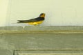 Male Barn Swallow on Door Lintel