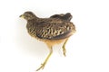 A male barred buttonquail or common bustard-quail Turnix suscitator isolated on white