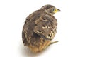 A male barred buttonquail or common bustard-quail Turnix suscitator isolated on white