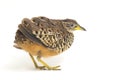 A male barred buttonquail or common bustard-quail Turnix suscitator isolated on white