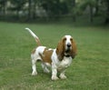 Male Basset Hound, Dog standing on Lawn Royalty Free Stock Photo