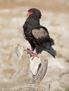 male bateleur eagle