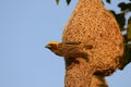 Male baya weaver