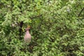 Baya weaver weaving nest Royalty Free Stock Photo