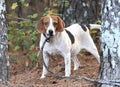 Beagle rabbit hunting dog