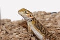 Male bearded dragon Royalty Free Stock Photo