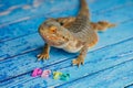 Male bearded dragon (Bartagame) sitting on blue background with the word pets in wooden letters