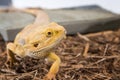 Male bearded dragon Royalty Free Stock Photo