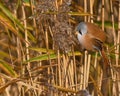 Male Bearded Reedling or Beaded Tit -Panurus biarmicus Royalty Free Stock Photo