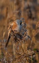 Male Bearded Reedling or Beaded Tit -Panurus biarmicus