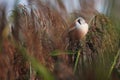 Male Bearded Reedling, Panurus biarmicus