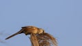 Male Bearded Tit Eating Seeds