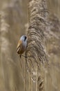 Male Bearded Tit feeding on seeds on the Somerset Levels Royalty Free Stock Photo