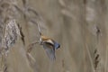 Male Bearded Tit in flight on the Somerset Levels Royalty Free Stock Photo