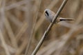 Male Bearded Tit (panurus biarmicus) Royalty Free Stock Photo