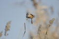 Male Bearded Tit (panurus biarmicus) Royalty Free Stock Photo