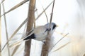 Male Bearded Tit (panurus biarmicus) Royalty Free Stock Photo