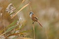 A male Bearded Tit, Panurus biarmicus, feeding on reed seeds growing at the edge of a lake. Royalty Free Stock Photo