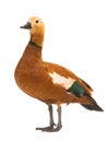 Male Beautiful bright red duck Ogar