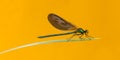 Male beautiful demoiselle, Calopteryx virgo Royalty Free Stock Photo