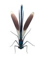 Male of Beautiful demoiselle (Calopteryx virgo) isolated on whit Royalty Free Stock Photo