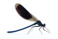 Male of Beautiful demoiselle (Calopteryx virgo) isolated on whit Royalty Free Stock Photo