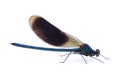 Male of Beautiful demoiselle (Calopteryx virgo) isolated on white Royalty Free Stock Photo