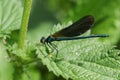 A male Beautiful Demoiselle Damselfly, Calopteryx virgo, resting on a stinging nettle leaf in springtime. Royalty Free Stock Photo