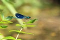 Male beautiful demoiselle