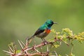 Male Beautiful Sunbird, small bird in metallic green with down-curved bills in Tanzania, Africa Royalty Free Stock Photo