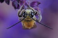 Male of bee Eucera sp. on flowers