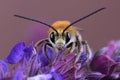 Male of bee Eucera sp. on flowers