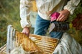 Male beekeeper works in an apiary, using beekeeper`s tools Royalty Free Stock Photo