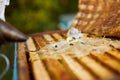 Male beekeeper works in an apiary, using beekeeper`s tools Royalty Free Stock Photo