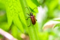 Male beetle red leptura crawling on the grass, selective focus