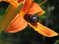 The male beetle-Rhino