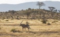 Male Beisa Oryx standing in northern Kenyan landscape with tall grass, shrubs and acaia trees in background