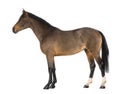 Male Belgian Warmblood, BWP, 3 years old Royalty Free Stock Photo