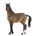 Male Belgian Warmblood, BWP, 3 years old Royalty Free Stock Photo