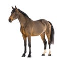 Male Belgian Warmblood, BWP, 3 years old Royalty Free Stock Photo