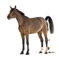 Male Belgian Warmblood, BWP, 3 years old, defecating Royalty Free Stock Photo