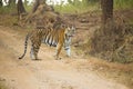 Male Bengal Tiger, Kanha, India