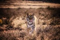 A male bengal tiger walking toward the camera. Royalty Free Stock Photo