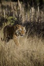 A Male Bengal Tiger walking along a forest path Royalty Free Stock Photo